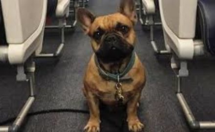 Dog in cabin